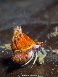 Hermit Crab with Barnacle Buddy by Jeremy Axworthy 